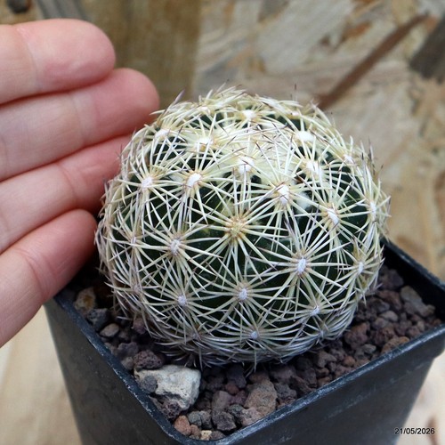 Coryphantha echinus vaso cm - coryphantha,