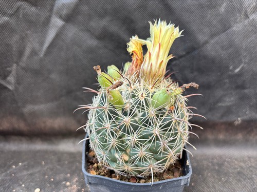 Coryphantha cornifera vivaio - coryphantha,