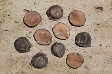 NYCTANTHES ARBOR-TRISTIS, 10 SEMI SELEZIONATI