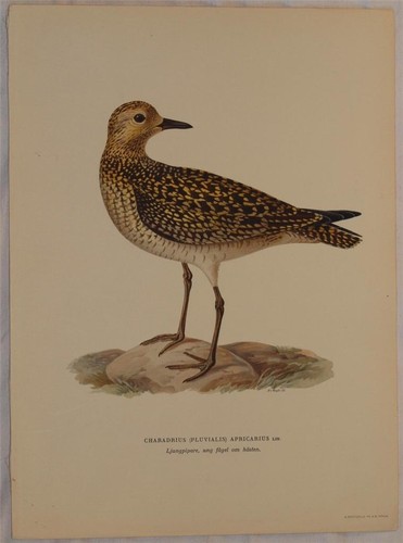 Cromolitografia uccelli birds - uccelli,