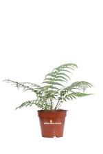 Pianta di Felce Arborea Dicksonia Antarctica vera tropicale da arredo interno