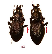 Carabidae, CARABINAE, Carabus