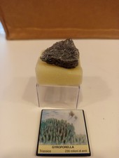 Fossile gyroporella 230 - fossile,