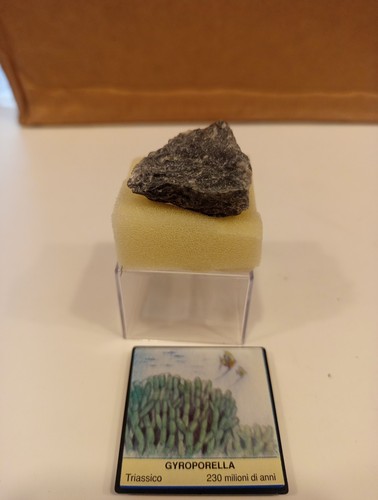 Fossile gyroporella 230 - di,