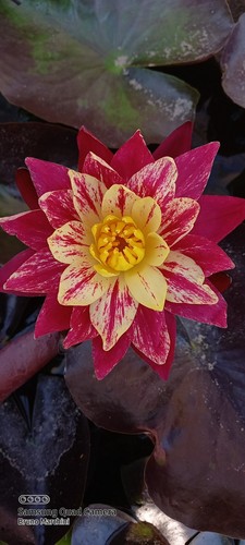 Rizoma ring of fire - ,
