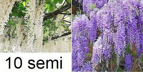 Wisteria semi glicine - wisteria, 10
