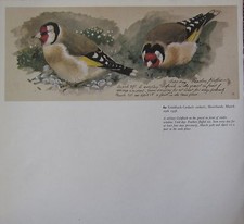 Bellissima Stampa Vintage Di