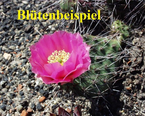Opuntia polyacantha rhodantha