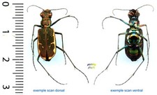 Cicindelidae - 2 CICINDELA