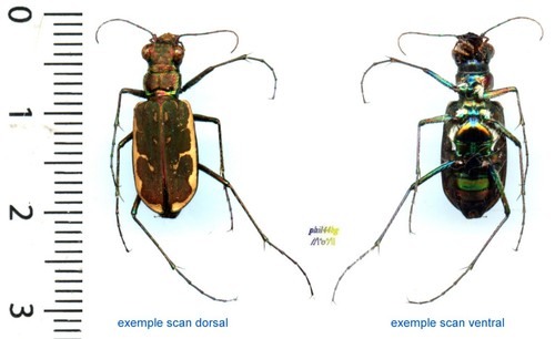 Cicindelidae 2 cicindela - cicindelidae,