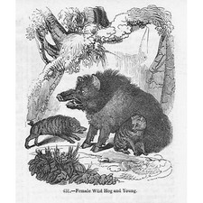 Maiale selvatico femmina e