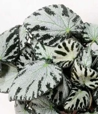 Begonia "gioiello d'argento" 15-30 cm -