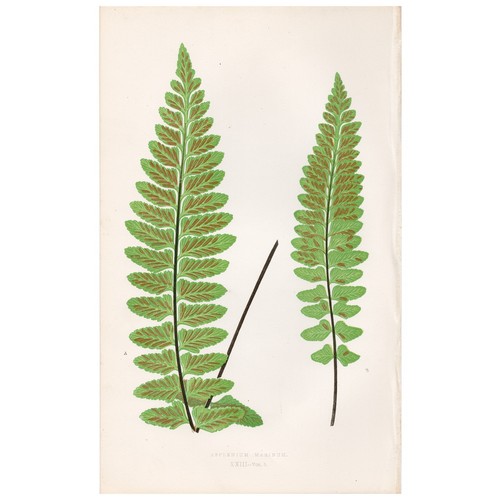 Antica stampa botanica - , 1872