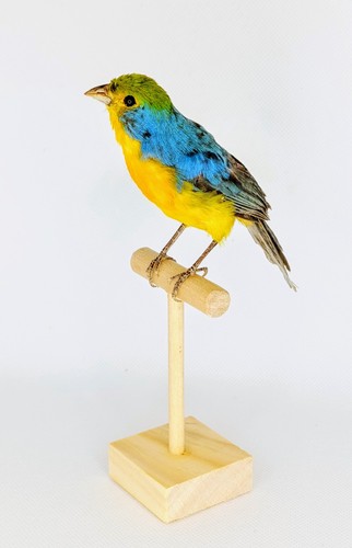 Taxidermy cabinet de - taxidermy,,