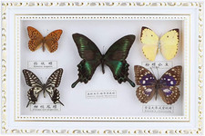 Farfalle Squisite Vera