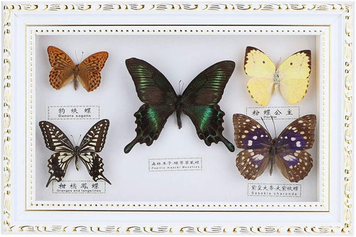 Farfalle squisite vera - squisite,