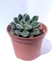ECHEVERIA SETOSA - succulenta vaso 10cm