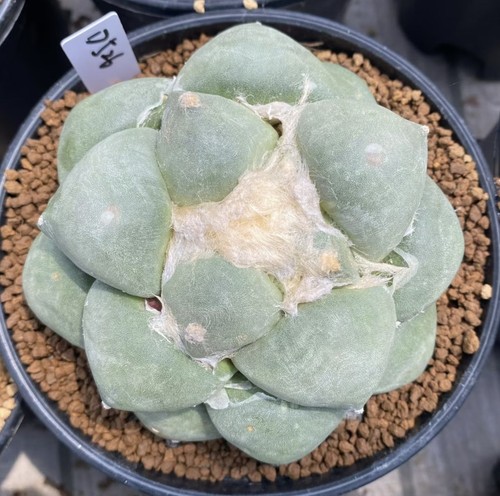 Ariocarpus smalto blu - ariocarpus, 'smalto