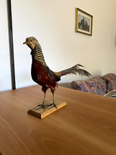 Fagiano Imbalsamato Vintage