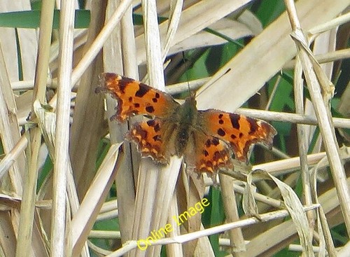 Photo 6x4 comma riverside - on,