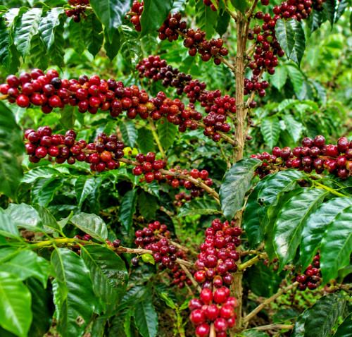 Premium java preanger caffè - java,