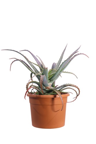 Pianta aloe arborescens - di,