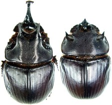 Insetto - SCARABAEIDAE