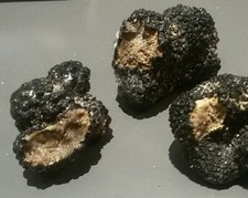 Tartufo nero estivo aestivum - nero,