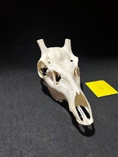 Teschio di cervo. Teschio