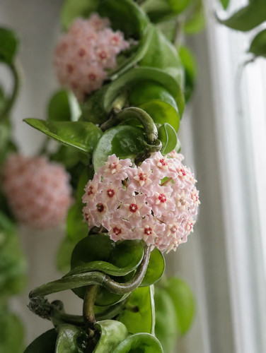 002464a hoya carnosa - 002464a,