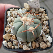 Echinocactus horizonthalonius