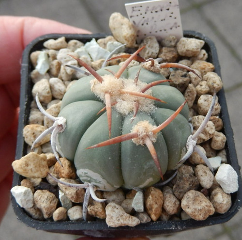 Echinocactus horizonthalonius