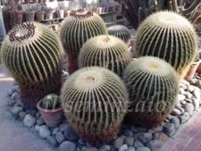 Echinocactus Grusonii cuscino