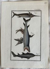 BUFFON SQUALO PESCE SPADA