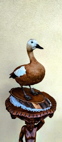 Trofeo caccia tadorna - caccia,
