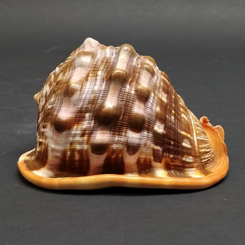 Gruppo balani conchiglie - di,