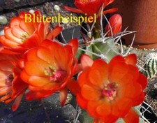 Echinocereus triglochidiatus