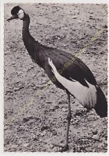 RPPC Foto Uccello PÁJARO