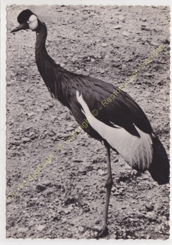 Rppc foto uccello pájaro - uccello,