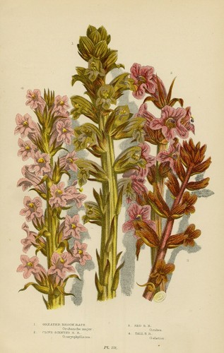 Stampa botanica antica 1899 - stampa,