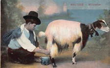 B035 Malta venditore latte