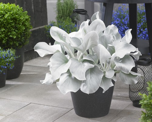 Senecio candicans angel wings - senecio,
