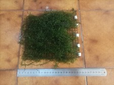 Muschio di Java porzione 23x23