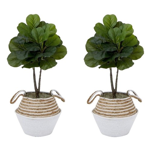 Albero fico foglia - albero, di