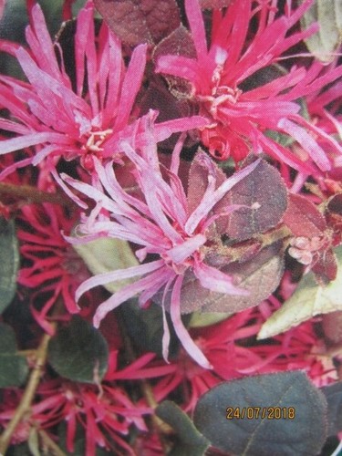 Loropetalum chinense pipas red - loropetalum,
