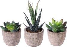 Ounona - Set di 3 piante