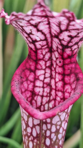Sarracenia leucophylla l18mk - sarracenia,
