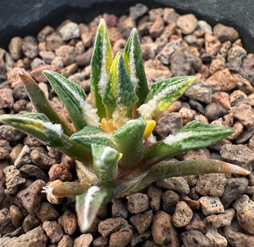 Ariocarpus kotschoubeyanus