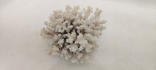 Corallo bianco naturale