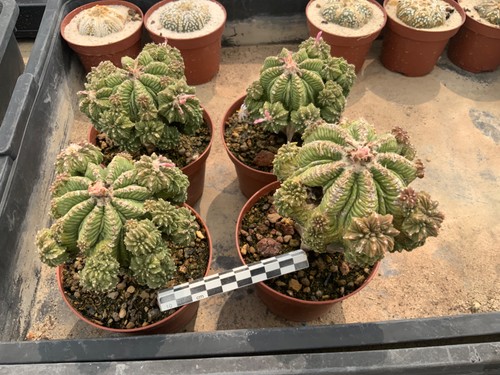 Wholesale pack aztekium - wholesale,